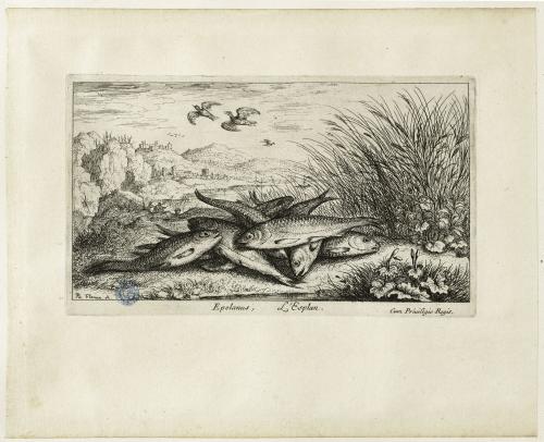 Poisson deuxieme partie